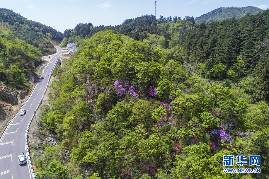 山花爛漫大別山