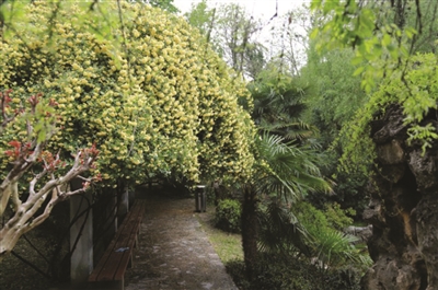 （旅遊圖文 三吳大地南京 移動版）玄武湖環洲木香花 濃香撲鼻