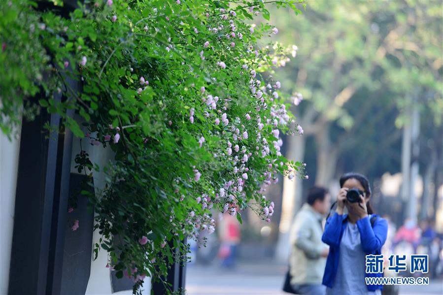 南京街頭薔薇香