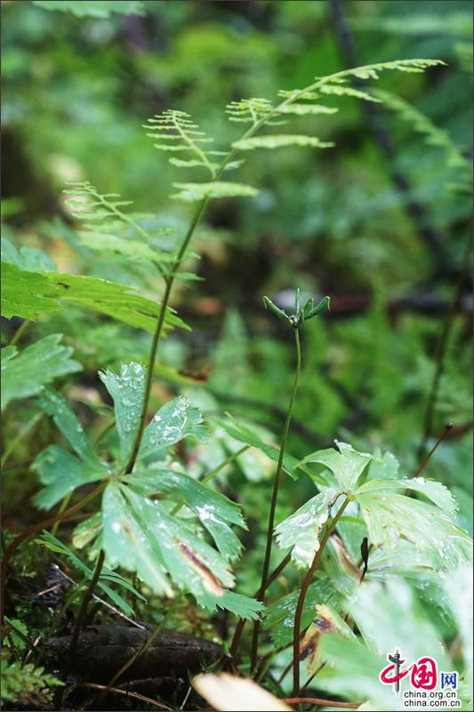 探密川西最神奇而美麗的植物王國—達古冰山！