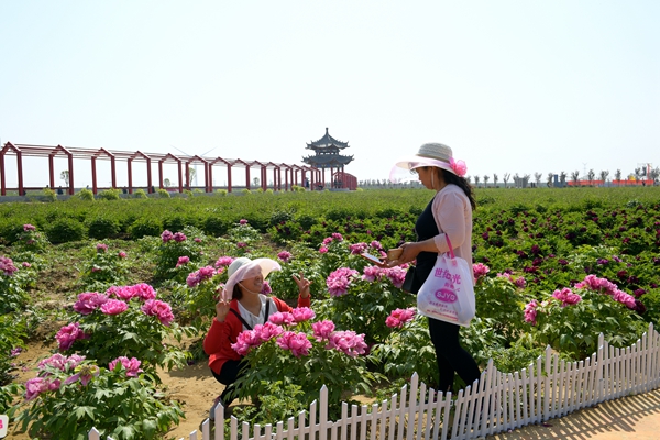 賞牡丹看花海觀風箏大賽 潼關首屆生態旅遊文化節開幕