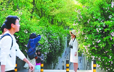 【汽車旅遊 圖片】【移動版新聞列表】【主頁標題】武漢入選國內十大賞花目的地【內容頁標題】“新花城”名頭越來越響亮 武漢入選國內十大賞花目的地