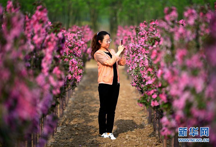 河北廊坊：賞花踏青享春光