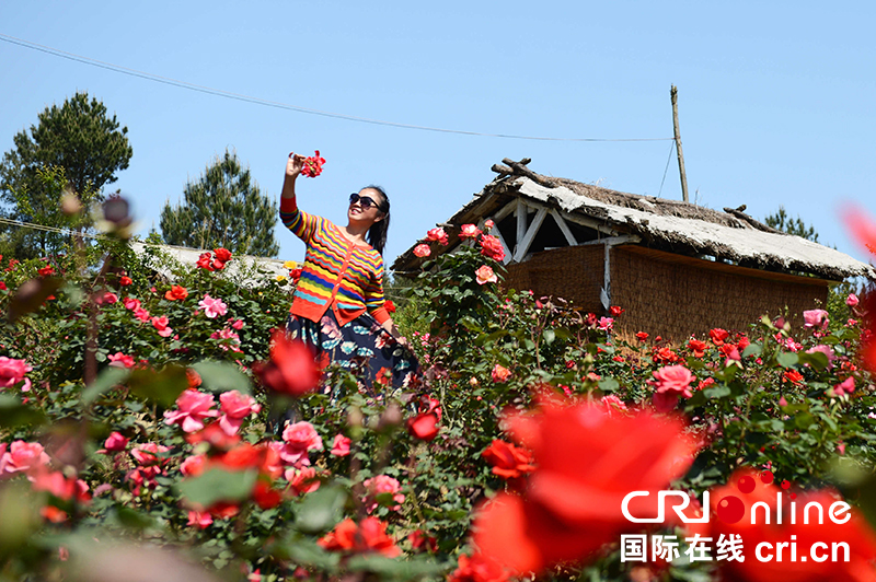 貴州龍裏：玫瑰園主的“農旅經濟”