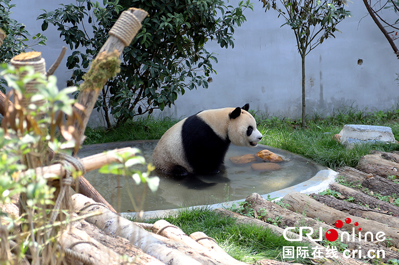 貴陽市黔靈山公園大熊貓館今起對公眾開放