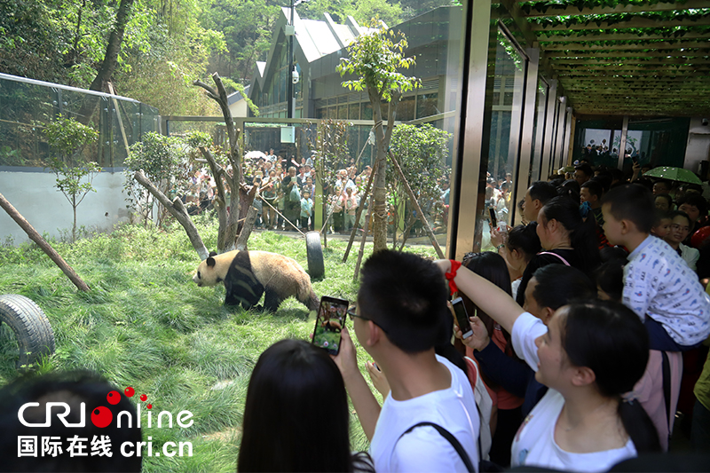 貴陽市黔靈山公園大熊貓館今起對公眾開放