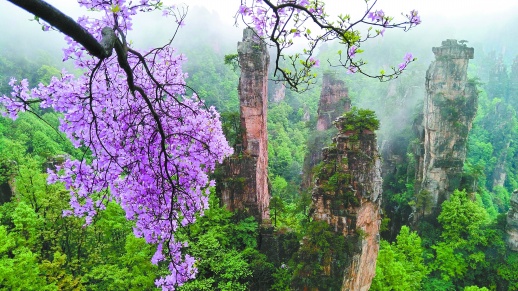 張家界：杜鵑花開映峰林