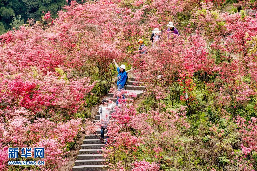 各地：春花盛放