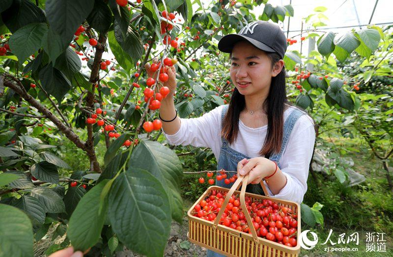 寧波余姚：紅紅櫻桃引客來