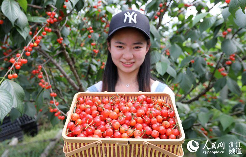 寧波余姚：紅紅櫻桃引客來