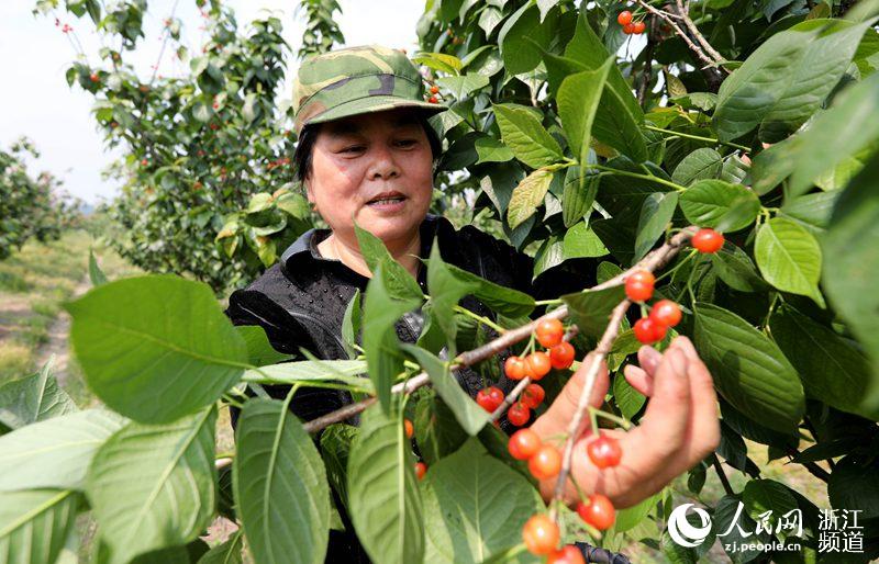 寧波余姚：紅紅櫻桃引客來