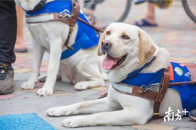 看廣州首只導盲犬如何帶視障人士“穿越擁擠人潮”