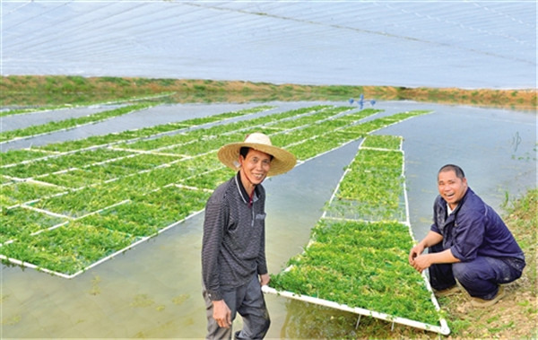 圖片默認標題_fororder_水芹菜