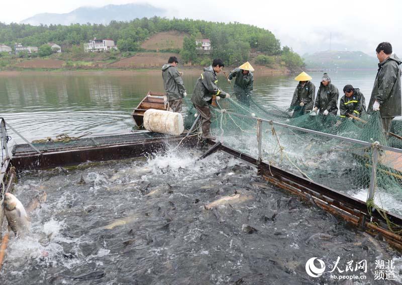 湖北保康：水美魚肥人歡笑