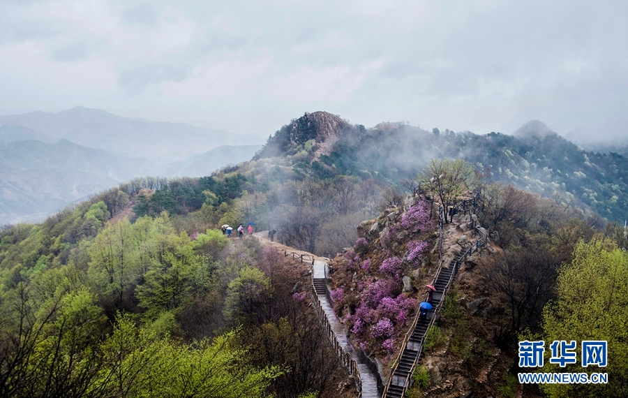 天津：八仙山煙雨杜鵑紅