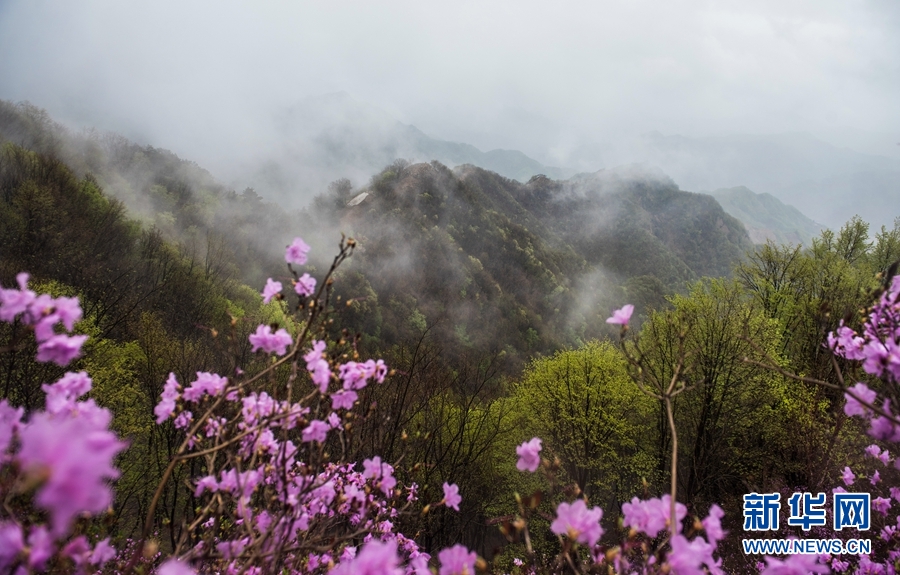 天津：八仙山煙雨杜鵑紅