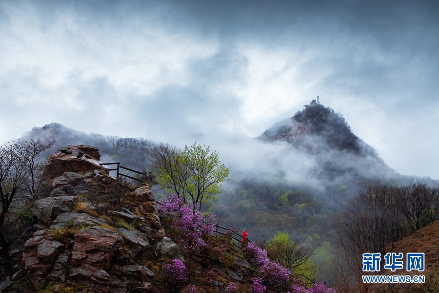 天津：八仙山煙雨杜鵑紅