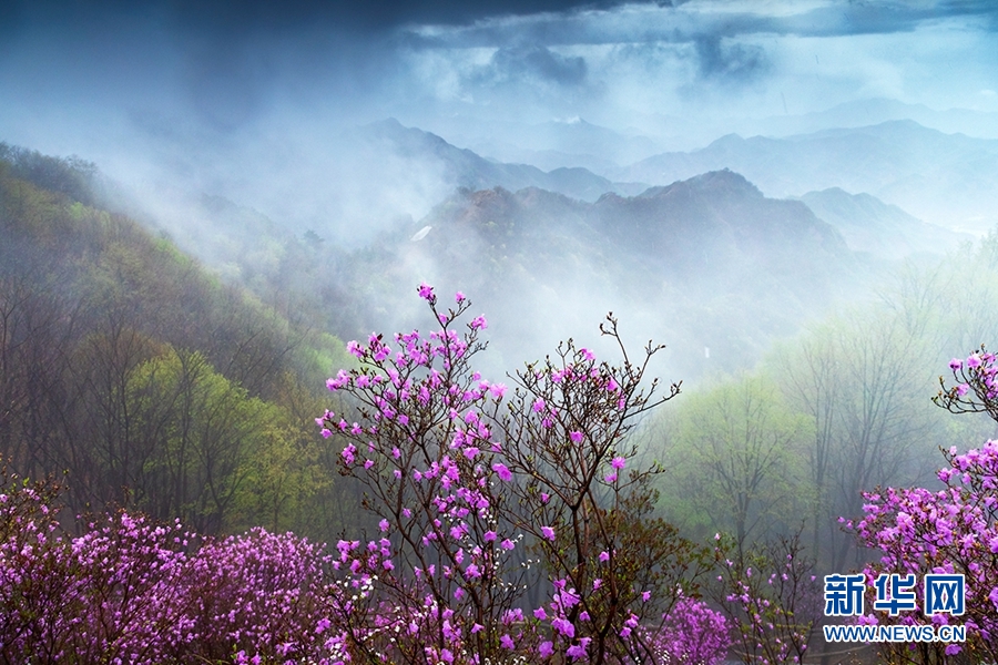 天津：八仙山煙雨杜鵑紅