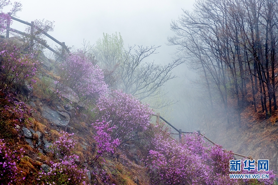 天津：八仙山煙雨杜鵑紅