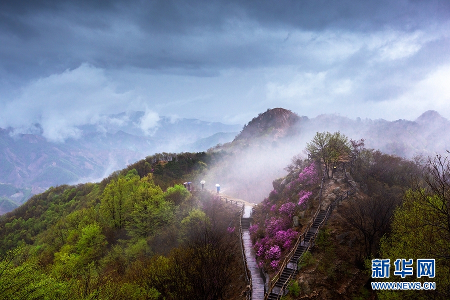 天津：八仙山煙雨杜鵑紅