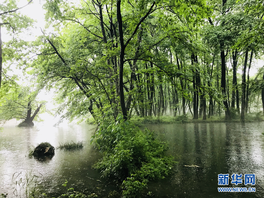 楊柳披綠雨瀟瀟 半煙半雨看溪橋