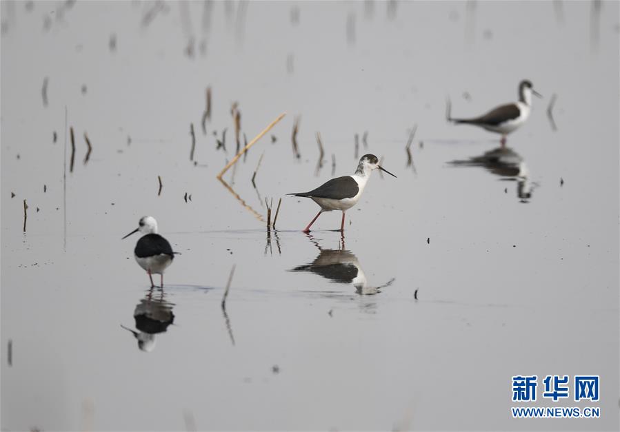 呼和浩特：飛鳥翔集映碧波