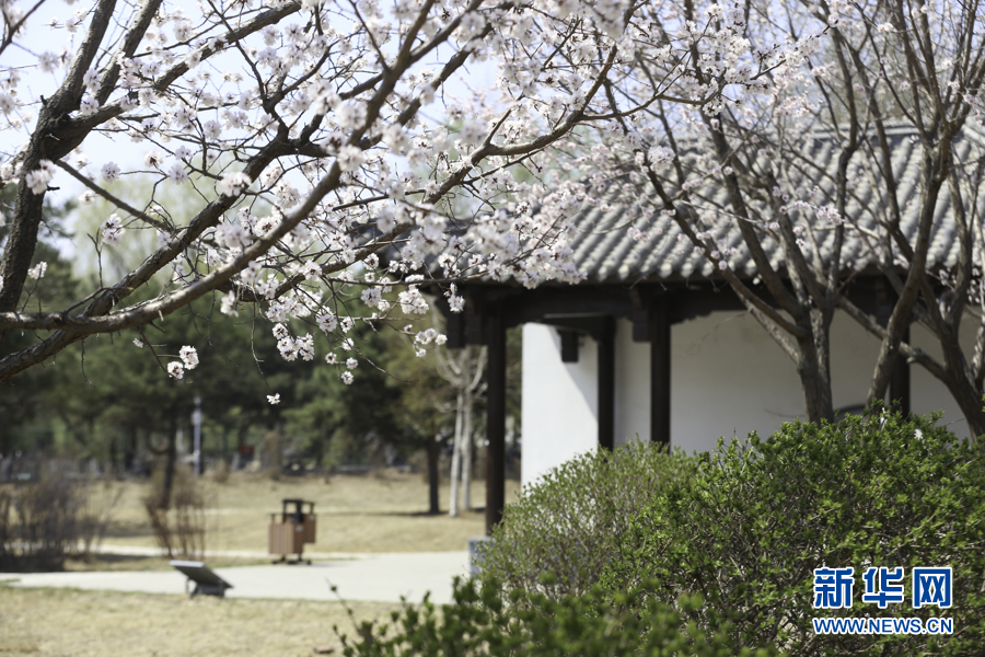 吉林大學杏花綻放香漫校園 引眾學子賞花歡唱