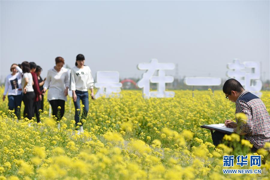 河北安平：油菜花開 樂遊鄉村