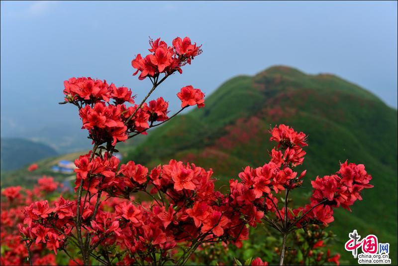 黃平谷隴大高山，萬畝杜鵑花海惹得遊人醉