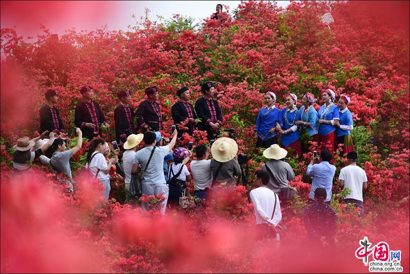 黃平谷隴大高山，萬畝杜鵑花海惹得遊人醉