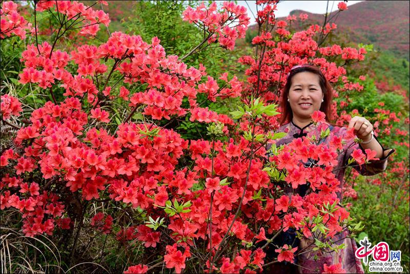 黃平谷隴大高山，萬畝杜鵑花海惹得遊人醉