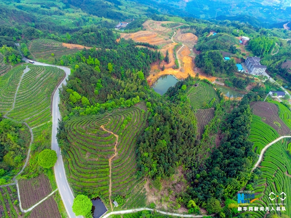 航拍重慶茶山竹海 青翠欲滴春意盎然