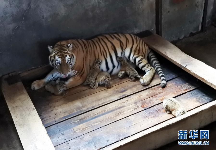 黑龍江海林：一雌性東北虎再生五胞胎寶寶