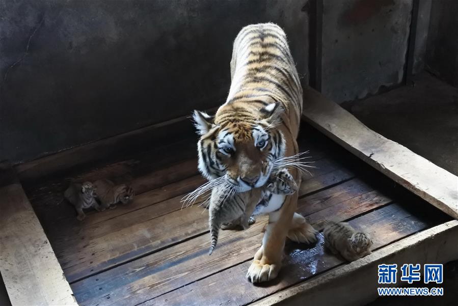 黑龍江海林：一雌性東北虎再生五胞胎寶寶