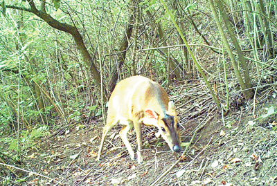 寧夏六盤山發現近危動物赤麂