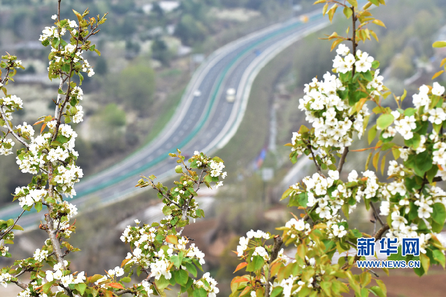 以花會友 第三屆高原梨花旅遊節在甘肅臨夏和政開幕