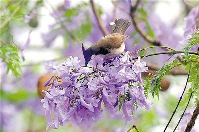 花楹夢幻藍