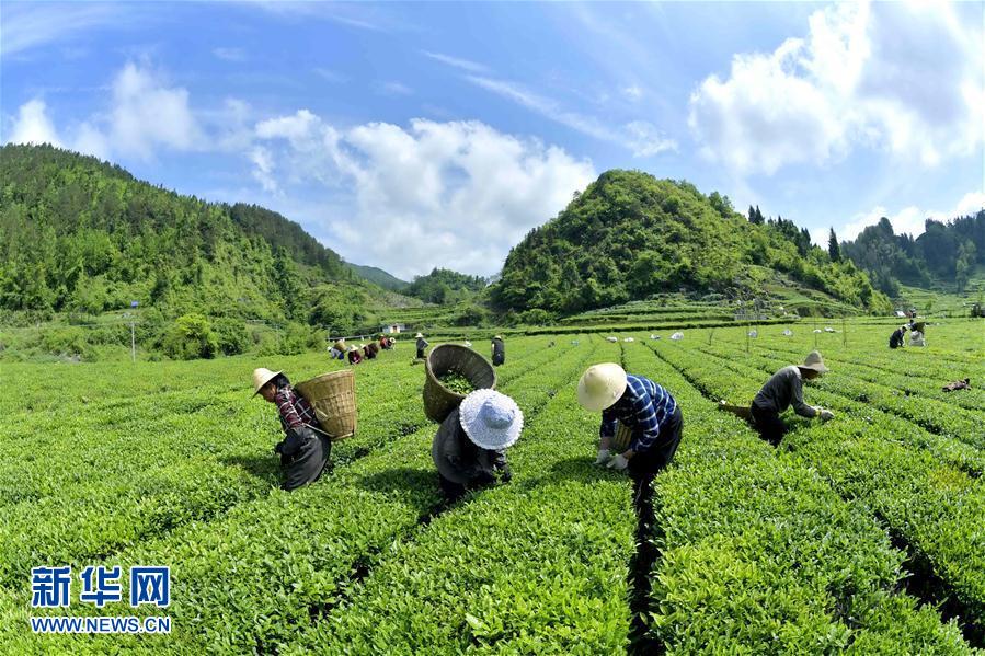 湖北宣恩：茶農“抱團”搶春茶