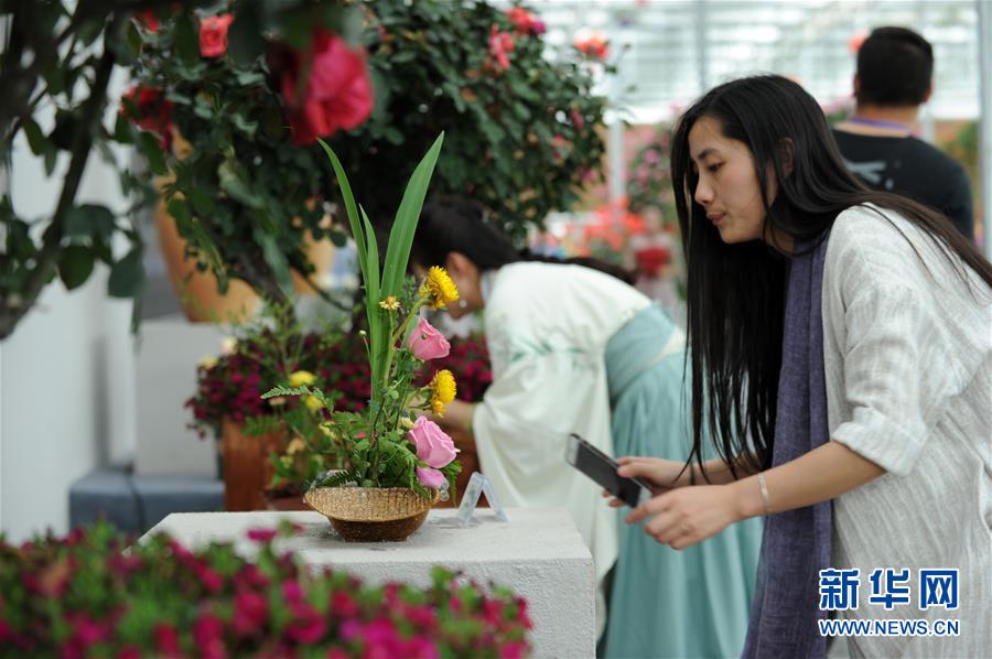 貴州：月季花開引客來