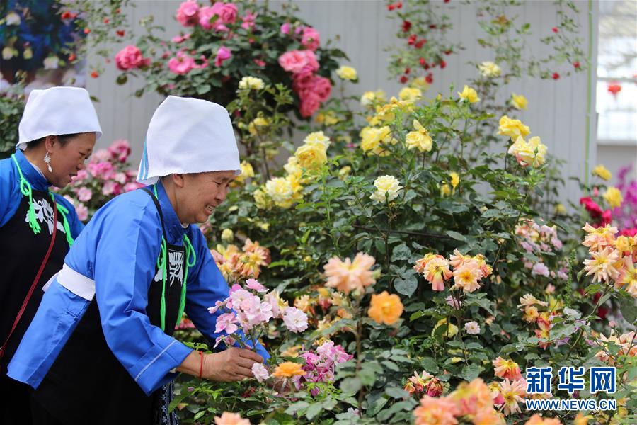 貴州：月季花開引客來