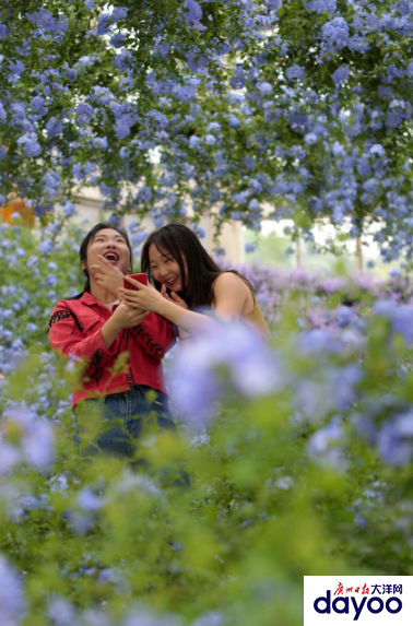 “五一”到賞花基地觀賞藍雪花