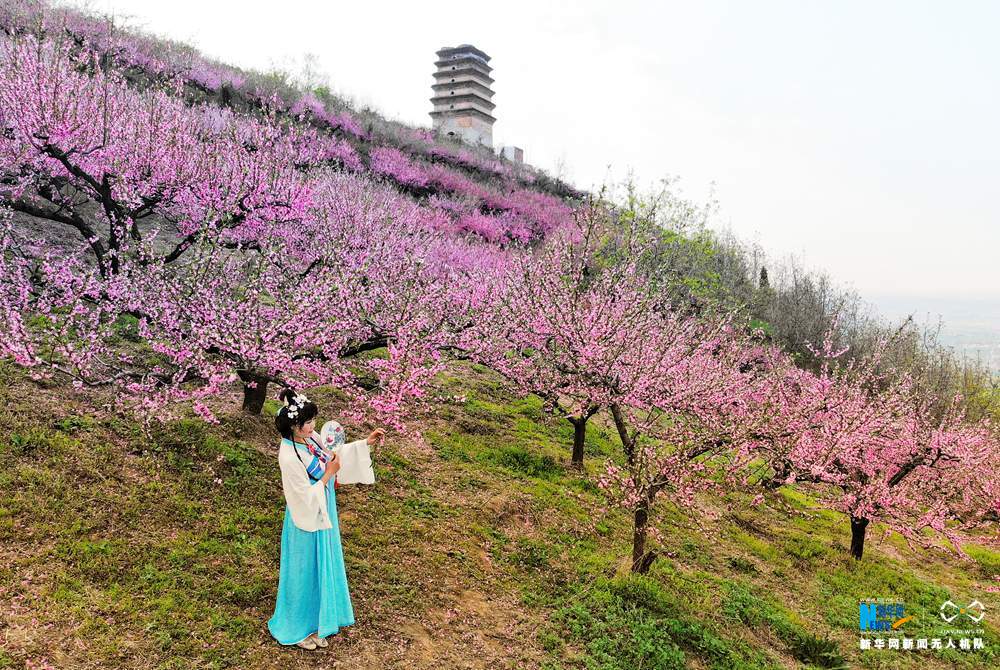 航拍西安春日桃花 燦若雲霞如仙境