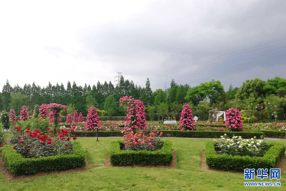 美！帶你走進余杭徑山玫瑰園