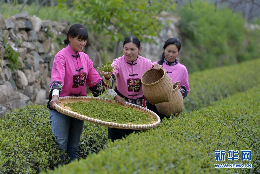 春日太行採茶忙