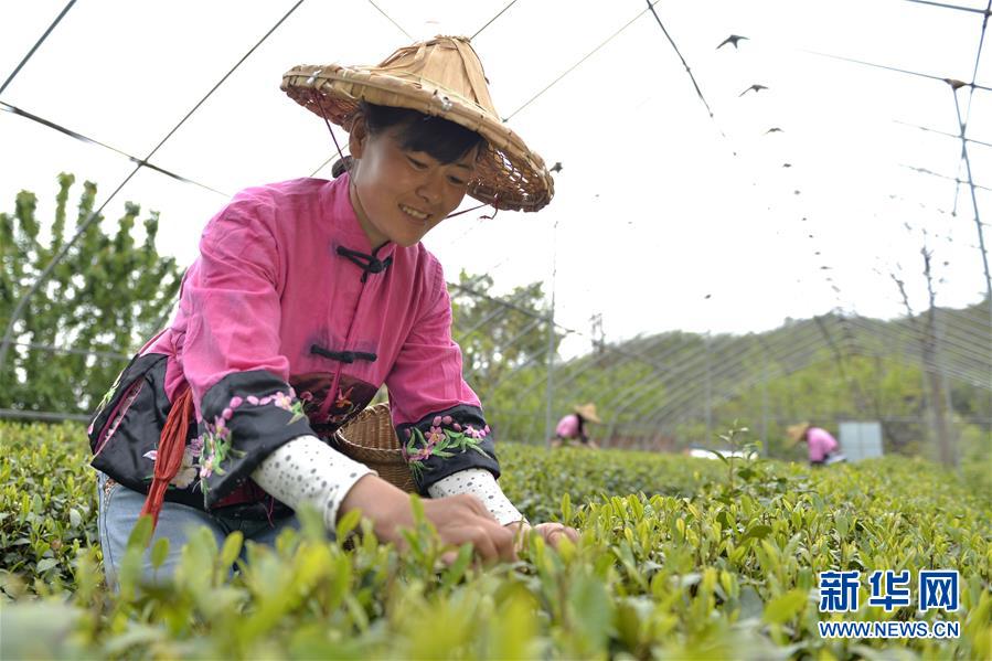 春日太行採茶忙