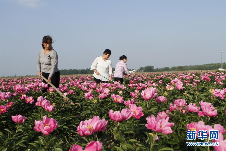 安徽：花間勞作忙