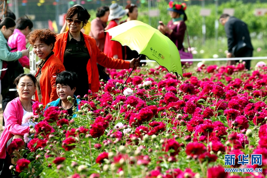 河南許昌：芍藥花開香滿園