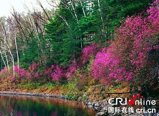 17【吉林】【原創】【CRI看吉林（標題）】【白山松水（大圖375 210）】【關東黑土（通化）】【移動版（圖）】【專訪】張吉順：歡迎國內外遊客來龍灣賞花、賞景