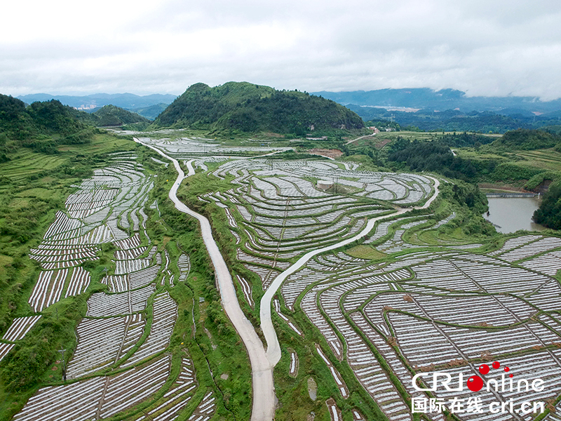 （視界、大扶貧）貴州龍裏:水稻改刺梨 鄉村新畫卷