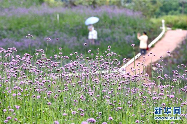 【焦點圖】南寧:田園風光美!馬鞭草和非洲雛菊競相盛放(組圖)